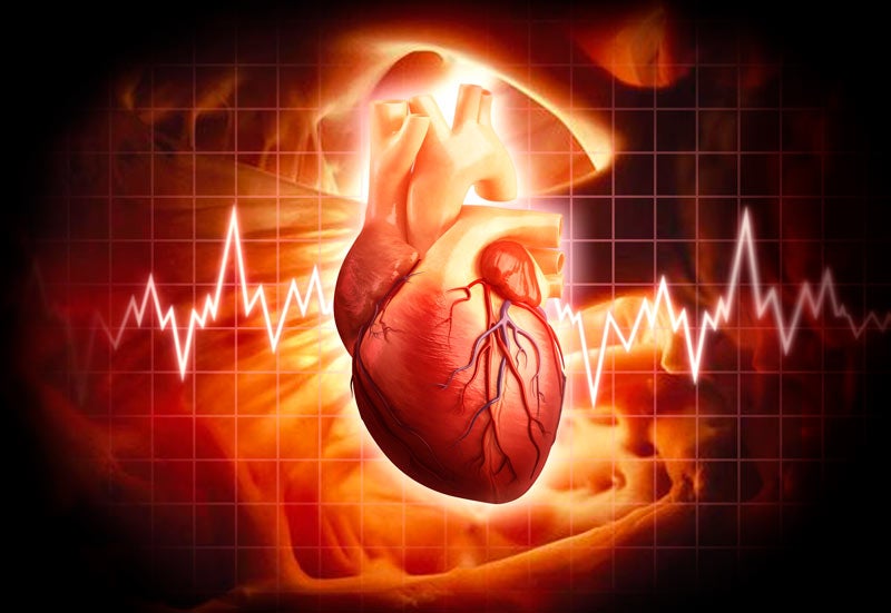 Illustration of the human heart
